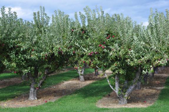 Maçãs! Além das uvas, outras frutas também são cultivadas no Okanagan Valley, no  sul da British Columbia, no Canadá